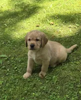 Gray Collar Male, a male Labrador Retriever for sale in Johannesburg, MI – 2 of 5