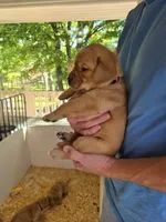 Pink Collar Female, a female Labrador Retriever for sale in Johannesburg, MI – 3 of 6