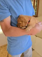 Pink Collar Female, a female Labrador Retriever for sale in Johannesburg, MI – 2 of 6