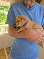 Purple Collar Female , a female Labrador Retriever for sale in Johannesburg, MI – 3 of 6
