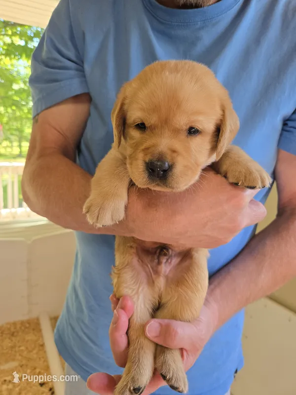 Gray Collar Male – Labrador Retriever puppy for sale in Johannesburg, MI