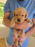 Gray Collar Male, a male Labrador Retriever for sale in Johannesburg, MI – 1 of 6