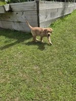 Purple Collar Female , a female Labrador Retriever for sale in Johannesburg, MI – 8 of 10