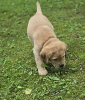 Red Collar Male, a male Labrador Retriever for sale in Johannesburg, MI – 5 of 5