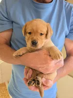 Green Collar Female, a female Labrador Retriever for sale in Johannesburg, MI – 2 of 6