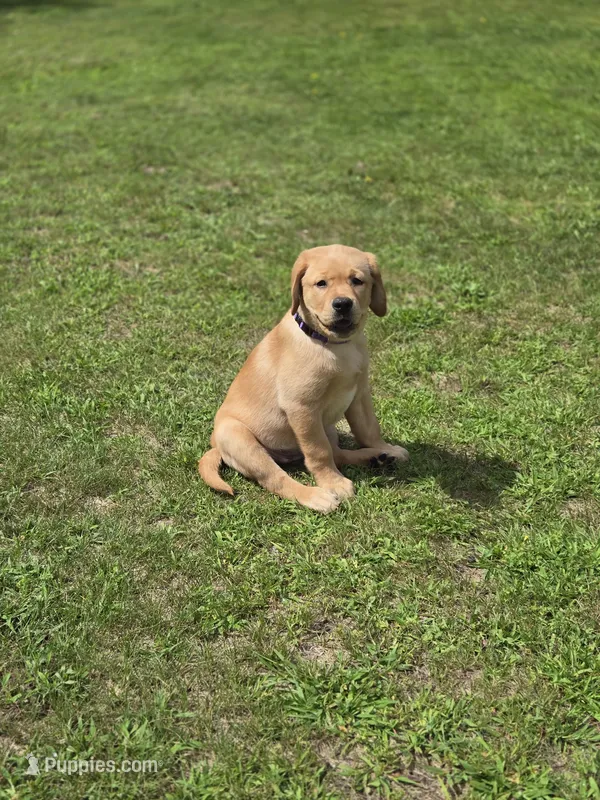 Purple Collar Female  – Labrador Retriever puppy for sale in Johannesburg, MI