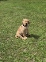 Purple Collar Female , a female Labrador Retriever for sale in Johannesburg, MI – 1 of 10