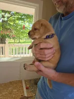 Purple Collar Female , a female Labrador Retriever for sale in Johannesburg, MI – 2 of 6