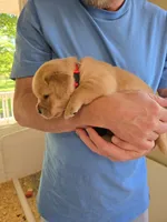 Red Collar Male, a male Labrador Retriever for sale in Johannesburg, MI – 2 of 6