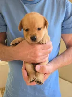 No Collar Female , a female Labrador Retriever for sale in Johannesburg, MI – 3 of 6