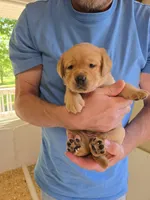 Green Collar Female, a female Labrador Retriever for sale in Johannesburg, MI – 4 of 6