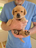 Purple Collar Female , a female Labrador Retriever for sale in Johannesburg, MI – 4 of 6