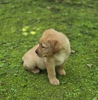 Green Collar Female, a female Labrador Retriever for sale in Johannesburg, MI – 2 of 5