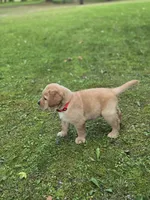 Red Collar Male, a male Labrador Retriever for sale in Johannesburg, MI – 2 of 5