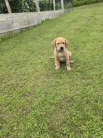 Purple Collar Female , a female Labrador Retriever for sale in Johannesburg, MI – 6 of 10