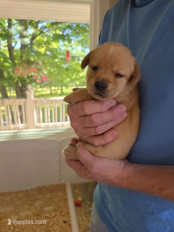 No Collar Female  – Labrador Retriever puppy for sale in Johannesburg, MI