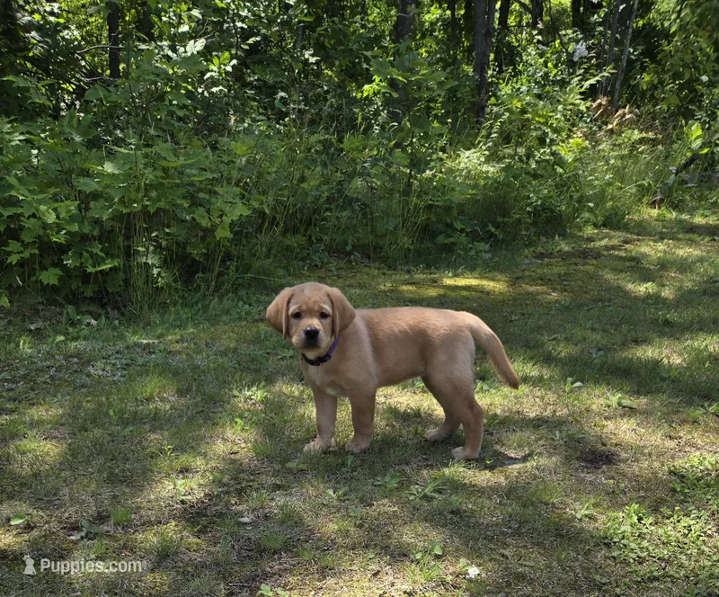 Purple Collar Female  – Labrador Retriever puppy for sale in Johannesburg, MI