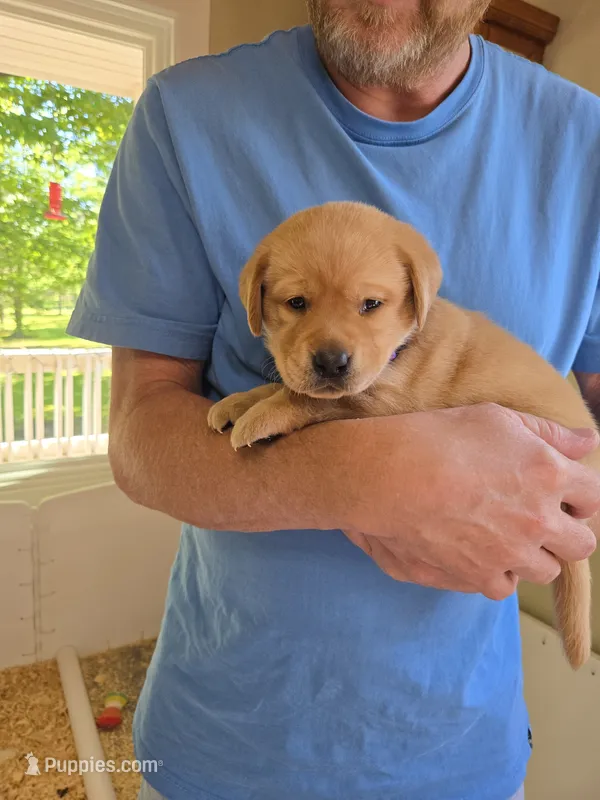 Purple Collar Female  – Labrador Retriever puppy for sale in Johannesburg, MI