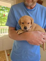 Purple Collar Female , a female Labrador Retriever for sale in Johannesburg, MI – 1 of 6