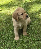 Gray Collar Male, a male Labrador Retriever for sale in Johannesburg, MI – 3 of 5