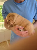Gray Collar Male, a male Labrador Retriever for sale in Johannesburg, MI – 2 of 6
