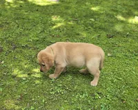 Green Collar Female, a female Labrador Retriever for sale in Johannesburg, MI – 4 of 5