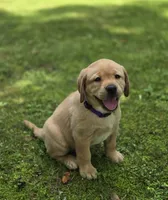 Purple Collar Female , a female Labrador Retriever for sale in Johannesburg, MI – 5 of 6