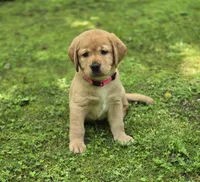 Pink Collar Female, a female Labrador Retriever for sale in Johannesburg, MI – 3 of 5