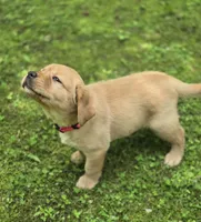 Pink Collar Female, a female Labrador Retriever for sale in Johannesburg, MI – 2 of 5