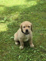 Purple Collar Female , a female Labrador Retriever for sale in Johannesburg, MI – 6 of 6