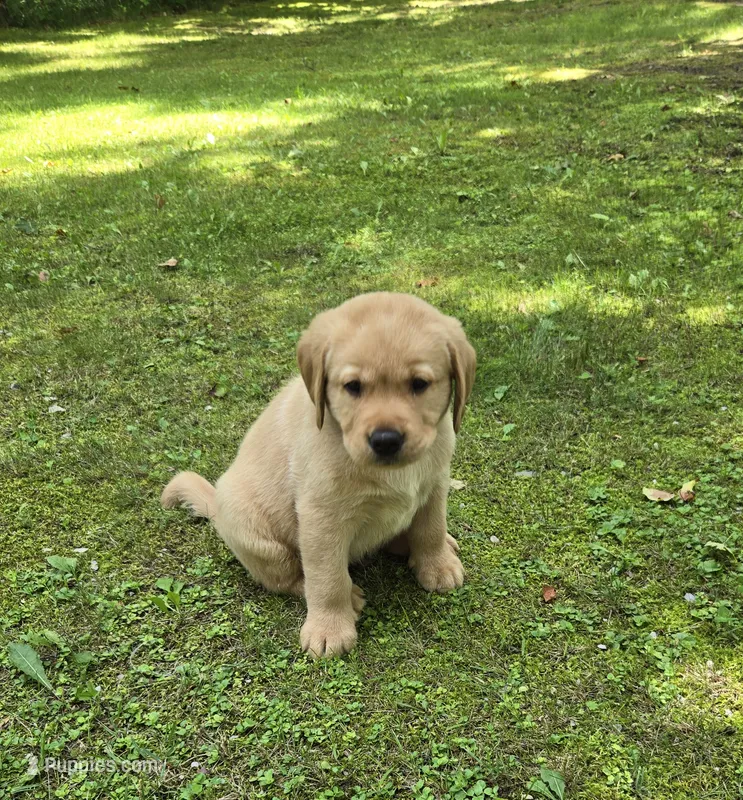Gray Collar Male – Labrador Retriever puppy for sale in Johannesburg, MI
