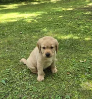 Gray Collar Male, a male Labrador Retriever for sale in Johannesburg, MI – 1 of 5