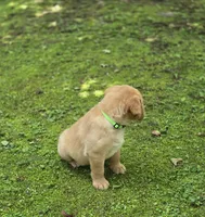 Green Collar Female, a female Labrador Retriever for sale in Johannesburg, MI – 3 of 5