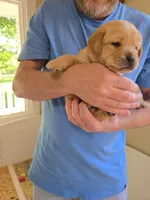 Red Collar Male, a male Labrador Retriever for sale in Johannesburg, MI – 3 of 6