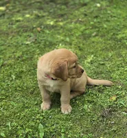 Pink Collar Female, a female Labrador Retriever for sale in Johannesburg, MI – 5 of 5