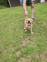 Purple Collar Female , a female Labrador Retriever for sale in Johannesburg, MI – 9 of 10