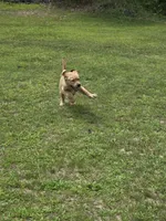 Purple Collar Female , a female Labrador Retriever for sale in Johannesburg, MI – 10 of 10