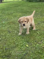 Red Collar Male, a male Labrador Retriever for sale in Johannesburg, MI – 3 of 5