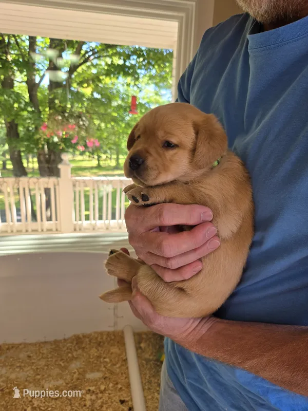 Green Collar Female – Labrador Retriever puppy for sale in Johannesburg, MI