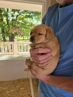 Green Collar Female, a female Labrador Retriever for sale in Johannesburg, MI – 1 of 6