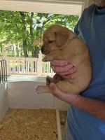 Gray Collar Male, a male Labrador Retriever for sale in Johannesburg, MI – 4 of 6