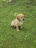 Green Collar Female, a female Labrador Retriever for sale in Johannesburg, MI – 5 of 5