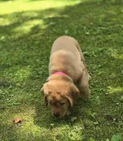 Pink Collar Female, a female Labrador Retriever for sale in Johannesburg, MI – 4 of 5