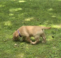 Purple Collar Female , a female Labrador Retriever for sale in Johannesburg, MI – 2 of 6