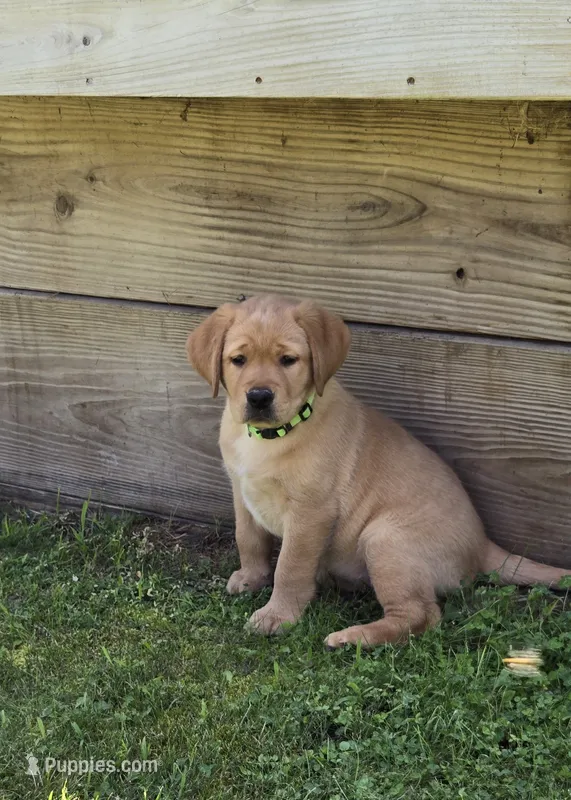 Green Collar Female – Labrador Retriever puppy for sale in Johannesburg, MI