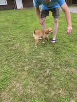 Purple Collar Female , a female Labrador Retriever for sale in Johannesburg, MI – 2 of 10