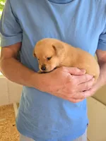 No Collar Female , a female Labrador Retriever for sale in Johannesburg, MI – 4 of 6