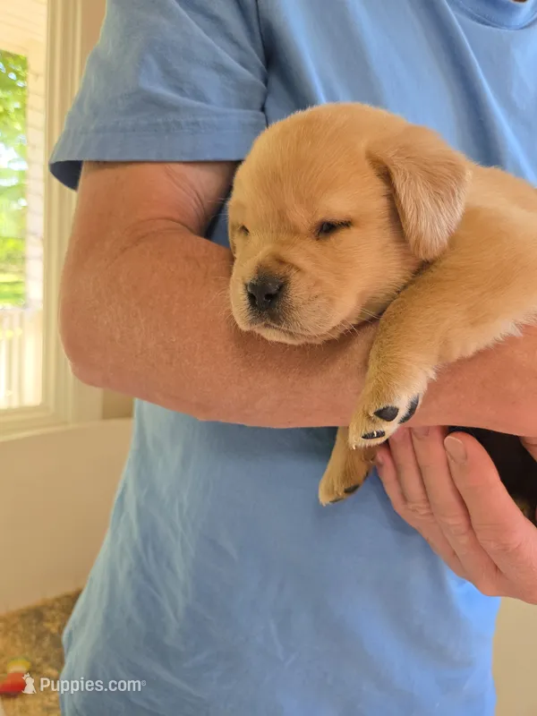 Red Collar Male – Labrador Retriever puppy for sale in Johannesburg, MI