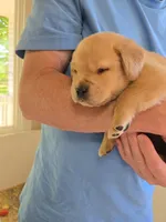 Red Collar Male, a male Labrador Retriever for sale in Johannesburg, MI – 1 of 6