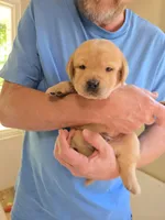 Red Collar Male, a male Labrador Retriever for sale in Johannesburg, MI – 4 of 6